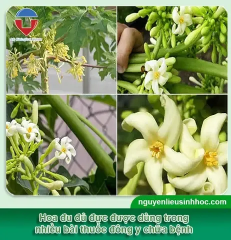 Đặc Điểm Hình Dáng Của Cây Đu Đủ Trồng Từ Hạt