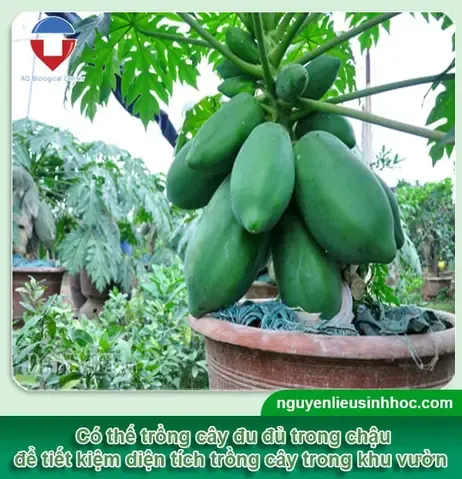 Trồng Hạt Đu Đủ Đã Nảy Mầm Vào Đất