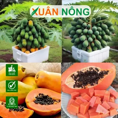 Kỹ thuật tưới nước đúng cách cho cây đu đủ trồng trong thùng xốp