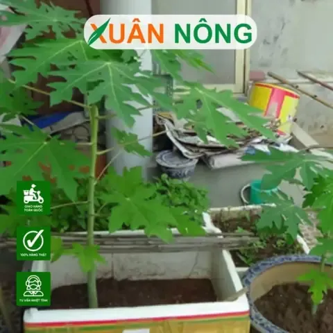 Quản lý cây đu đủ và thùng xốp để đạt năng suất cao tại nhà