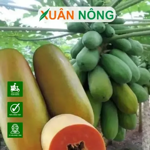 Lựa chọn giống và hạt giống đu đủ chất lượng trồng trong thùng xốp