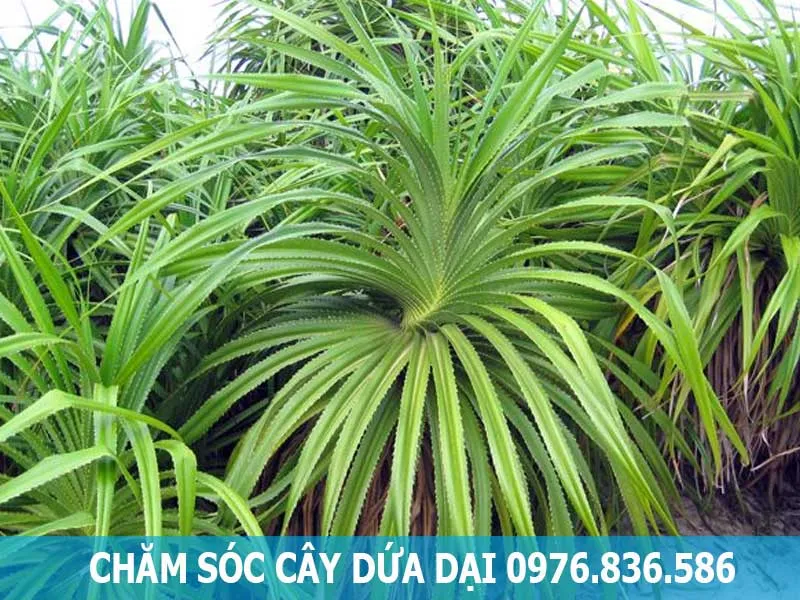 Chăm sóc cây dứa dại