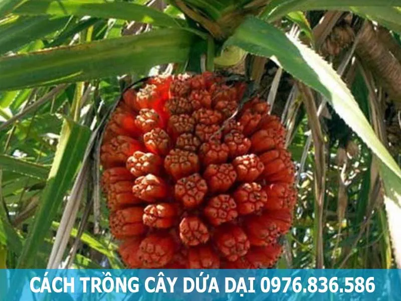 Cách trồng cây dứa dại