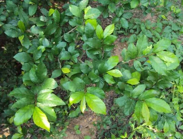 Cây duối cảnh bonsai đã được tạo hình nghệ thuật có giá trị cao