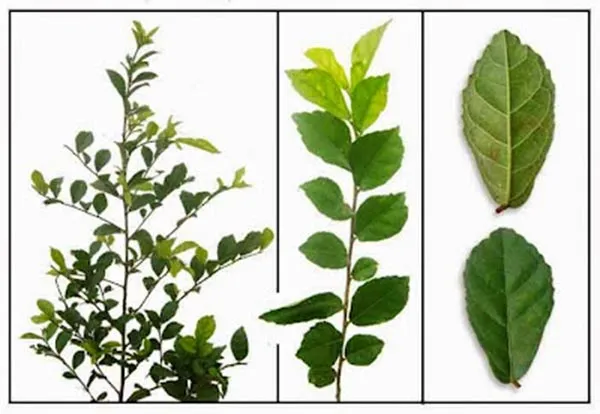 Cành và lá cây Duối được sử dụng trong y học truyền thống