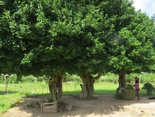 Lưu ý quan trọng khi trồng cây duối để đạt hiệu quả cao