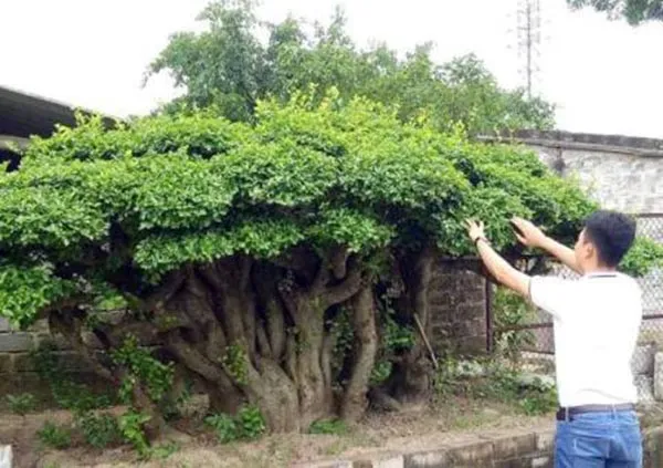 Kỹ thuật trồng cây duối không quá khó khăn nhưng đòi hỏi sự cẩn thận