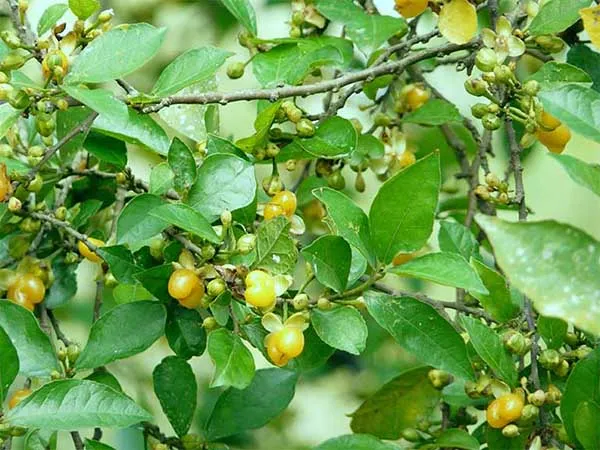 Lá và quả cây duối khi vào mùa sinh trưởng