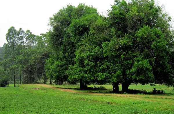 Cây Duối trưởng thành với thân gỗ và tán lá xanh