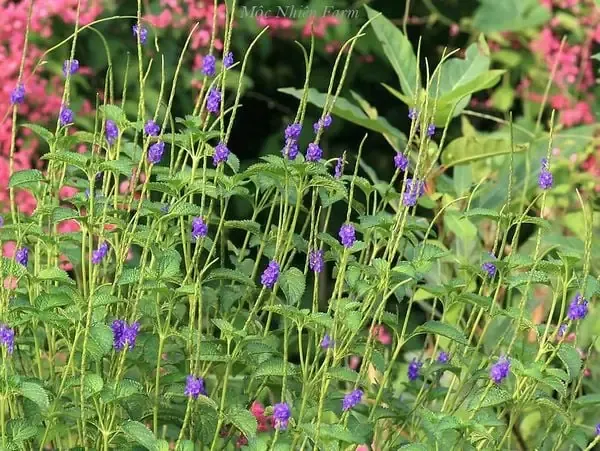 Chậu cây đuôi chuột được đặt ở vị trí phong thủy trong nhà