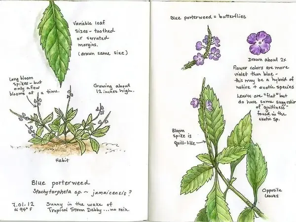 Đặc điểm hình thái cây đuôi chuột với lá cứng và màu sắc đa dạng