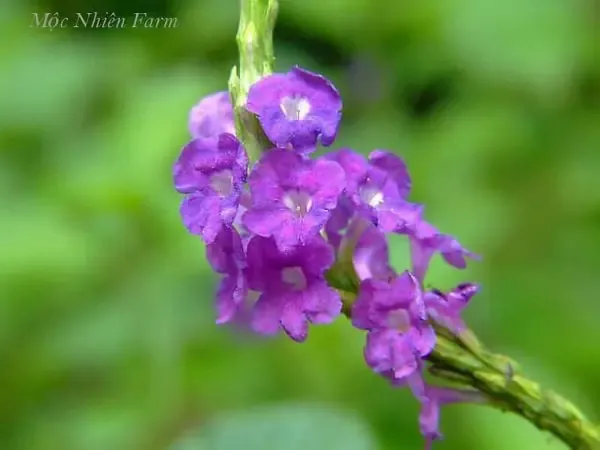 Tưới nước đúng kỹ thuật trong quy trình chăm sóc cây đuôi chuột