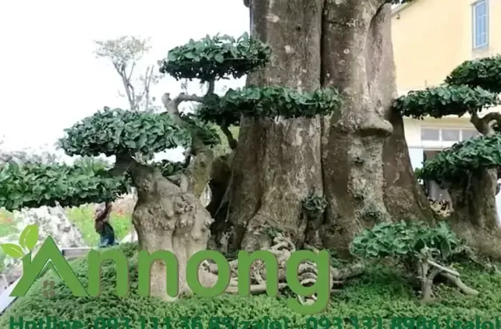 Kỹ thuật xử lý bầu đất và rễ cây duối mới đào, bước quan trọng để cây sống sót