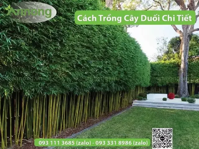 Cây duối được trồng thành hàng rào kiên cố, một ứng dụng phổ biến của cách trồng cây duối sống