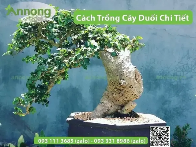 Cây duối sau khi trồng thành công, bắt đầu được tạo dáng bonsai để làm cây cảnh