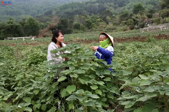 Cách Trồng Cây Gai Xanh