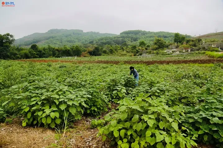 Cách Trồng Cây Gai Xanh