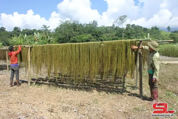 Cách Trồng Cây Gai Xanh