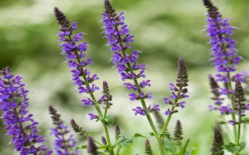 Cây hạt chia Salvia hispanica và lịch sử canh tác