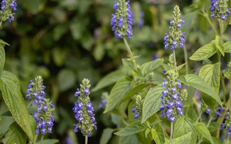 Trồng cây chia tại nhà giúp bạn chủ động nguồn siêu thực phẩm