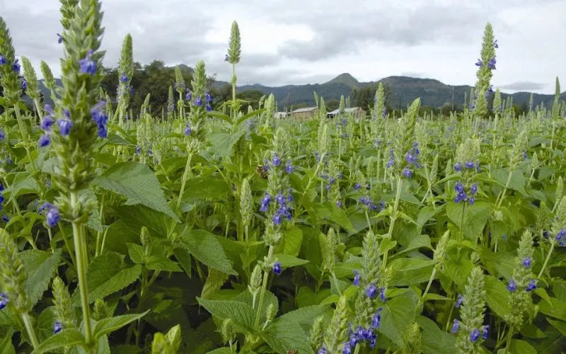 Cách chăm sóc và bảo vệ cây non