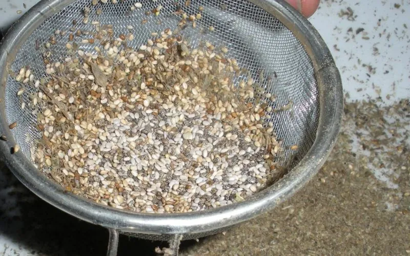 Quy trình thu hoạch và làm sạch hạt chia