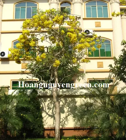 Tán Lá Xanh Mát Và Hoa Chuông Vàng Rực Rỡ