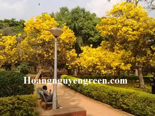 Cây Hoa Chuông Vàng Ở Góc Sân Vườn