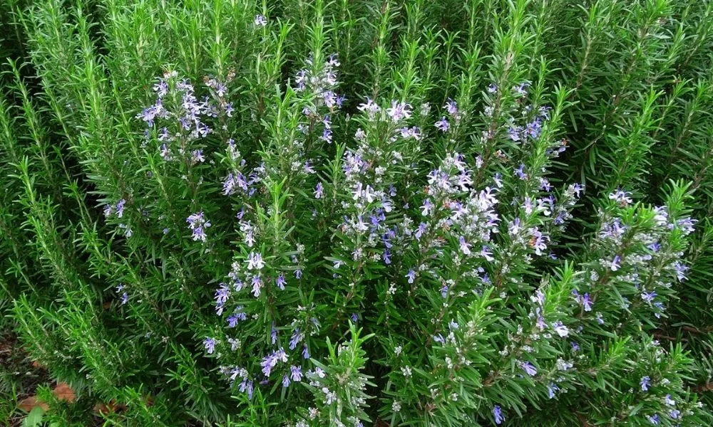 Nguồn gốc và đặc điểm của cây hương thảo, giúp bạn áp dụng cách trồng cây hương thảo tại nhà