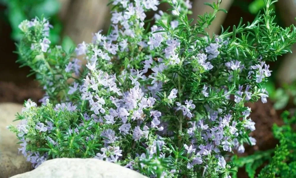 Cây hương thảo phong thủy mang lại may mắn và bình an cho gia chủ, khi trồng cây hương thảo trong chậu