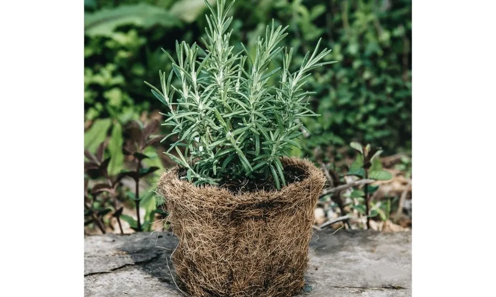 Cây hương thảo đa năng: trang trí, tinh dầu thư giãn, khử mùi, đuổi côn trùng, làm gia vị cho món ăn ngon