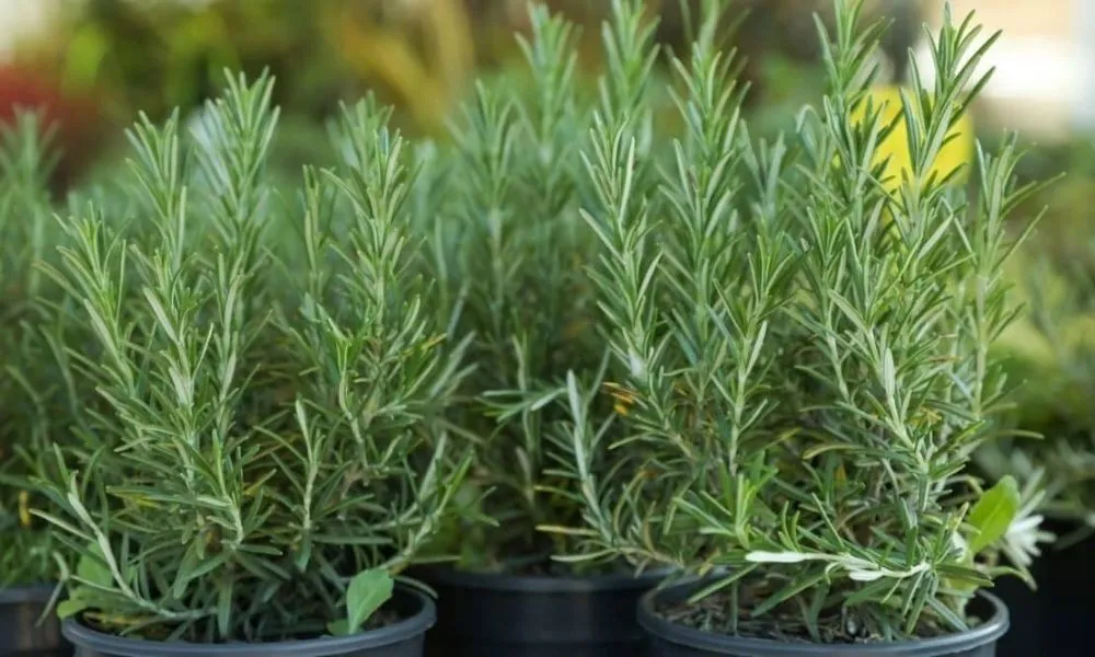 Cách trồng cây hương thảo đơn giản tại nhà bằng hạt, cành hoặc chậu đã mua sẵn