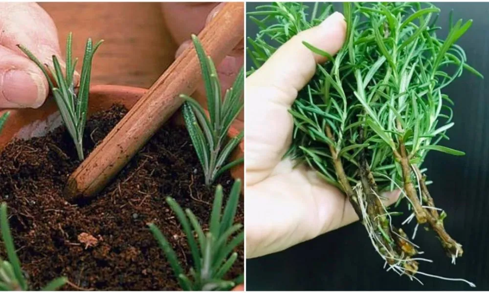 Trồng cây hương thảo bằng cành là phương pháp nhân giống phổ biến nhất