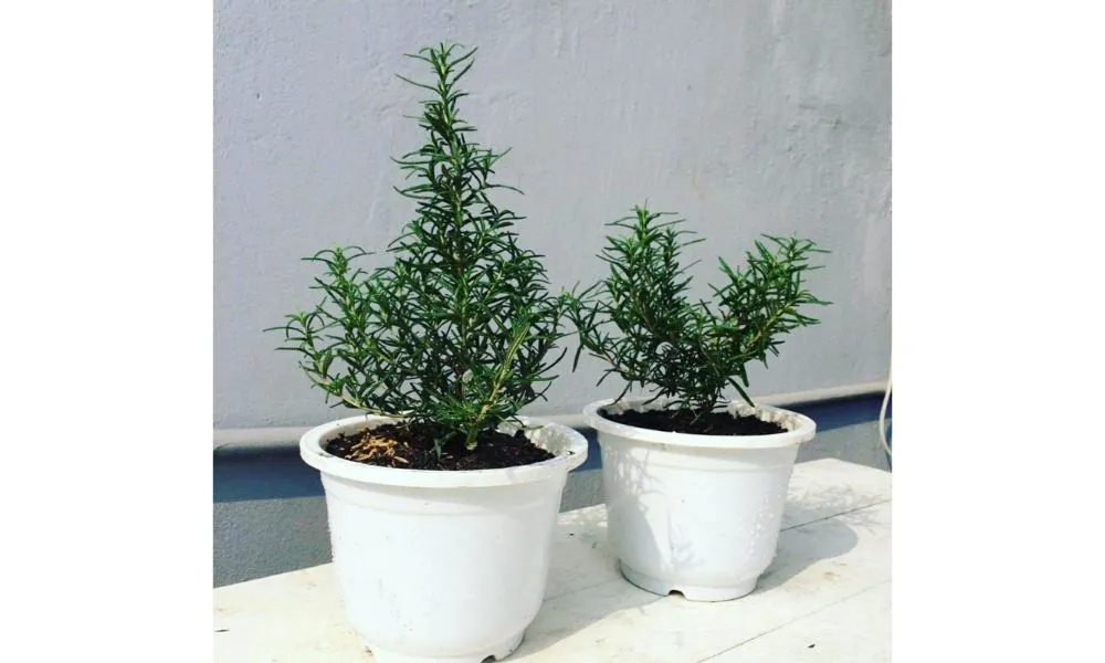 Trồng cây hương thảo trong chậu cần chú ý đến đất trồng, hệ thống thoát nước