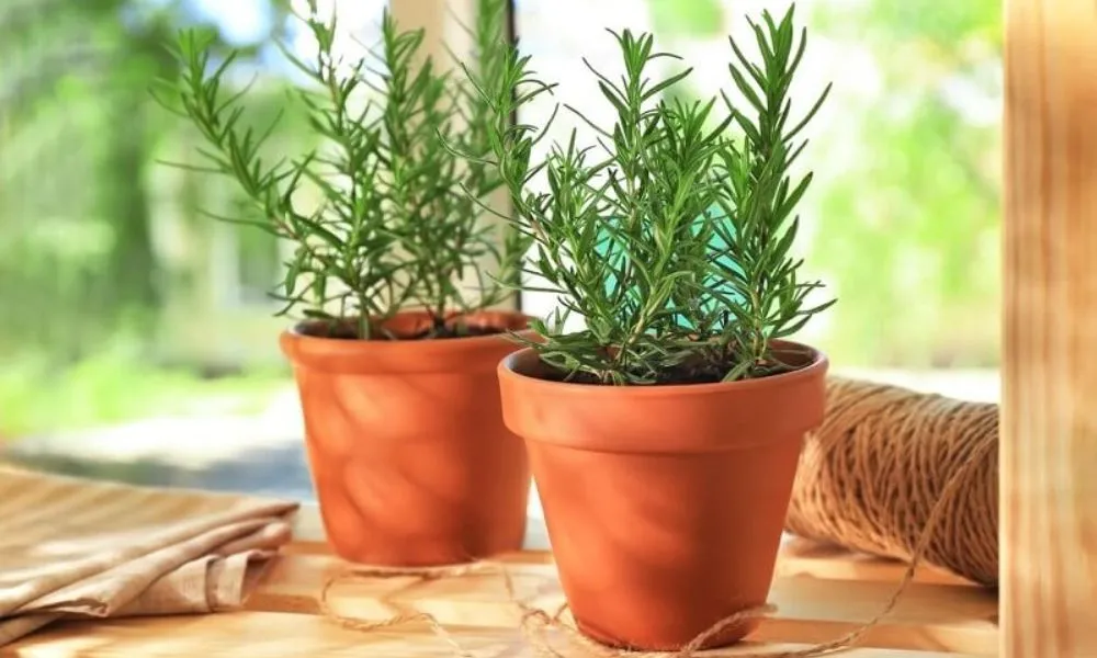 Cách chăm sóc cây hương thảo, bao gồm tưới nước và bón phân định kỳ