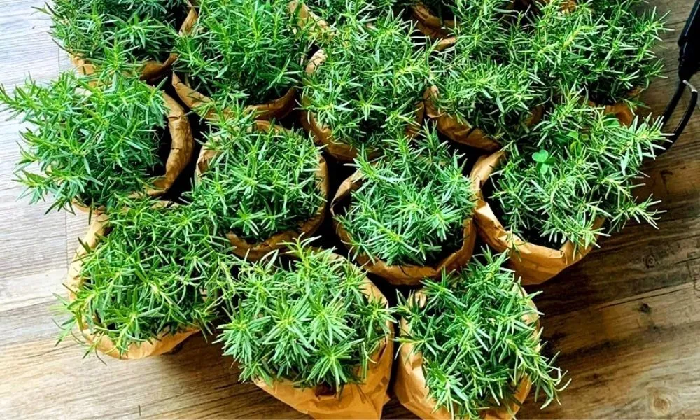 Cây hương thảo có thể trồng trong nhà hay ngoài trời, giải đáp câu hỏi thường gặp về cách trồng cây hương thảo