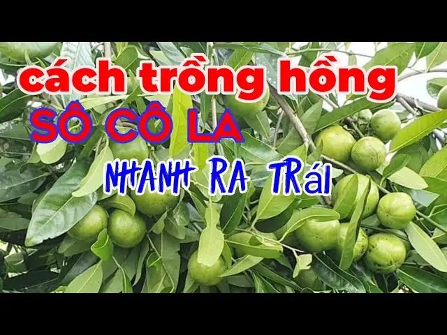 Cách Trồng Cây Tắc Bằng Hạt: Hướng Dẫn Toàn Diện Từ A Đến Z