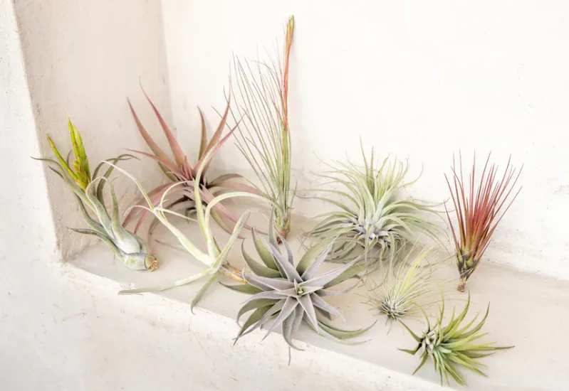 cach-trong-cay-khong-khi-1