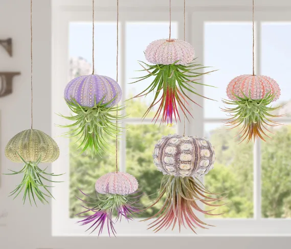 cach-trong-cay-khong-khi-5