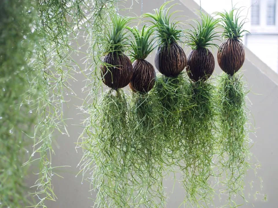 cach-trong-cay-khong-khi-6