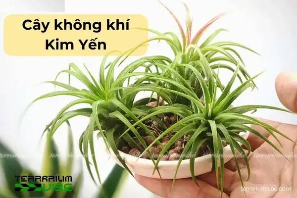 Thông Tin Về Cây Không Khí Kim Yến Rất Đa Dạng Và Độc Đáo