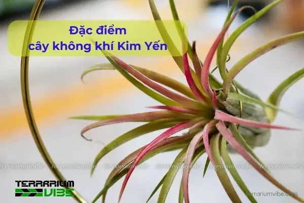 Đặc Điểm Cơ Bản Của Cây Không Khí Kim Yến Trong Các Mô Hình Terrarium