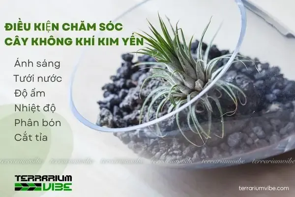 Các Loại Cây Không Khí Kim Yến Và Cách Chăm Sóc Trong Terrarium