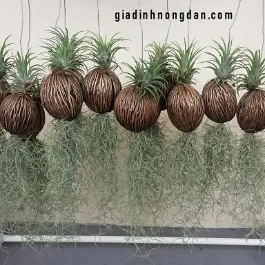 Hình ảnh minh họa đặc điểm sinh thái của cây không khí Tóc Tiên