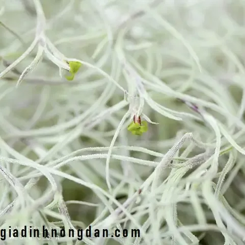 Hướng dẫn kỹ thuật chăm sóc cây không khí Tóc Tiên