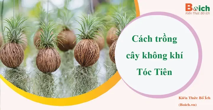 Cận cảnh cây không khí Tóc Tiên đang được trồng trong chậu gốm