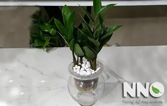 Cây Kim Tiền Thủy Sinh Là Gì