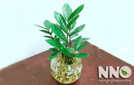 Bước 6: Thay Nước đều đặn Cho Cây Hàng Tuần