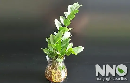 Bước 5: Đổ Nước Và Nhỏ Dung Dịch Thủy Sinh Vào Trong Nước Trồng Cây