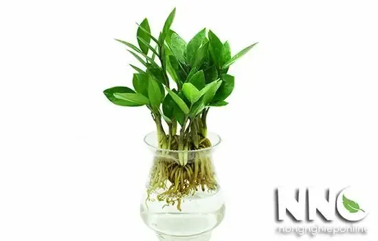 Cây Kim Tiền Thủy Sinh Hợp Mệnh Nào